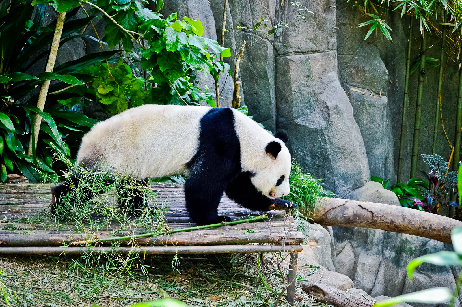 Singapore River Safari Giant Panda