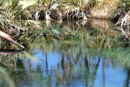 africa nationalpark turquoise oasis ethiopia hotsprings afar reflexes awash ኢትዮጵያ filwoha ወንዝ አፋርክልል weayot ክልል አፍሪቃ doumpalms አዋሽ የአዋሽ በሔራዊ ፓርክ