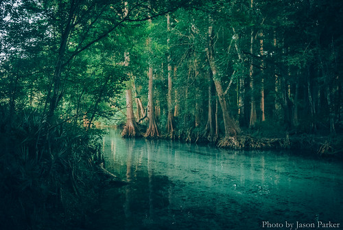 camping trees wild color water swimming landscape spring colorful aqua afternoon florida outdoor vibrant scenic santefe cypress naturalbeauty campground polarizer swimminghole highsprings ginniesprings cypressknees floridaspring gilchristcounty vsco ginniespring springhunters vscofilm