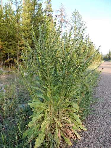 roadside herb biennial boraginaceae houndstongue introduced cynoglossumofficinale gypsyflower disturbedsite