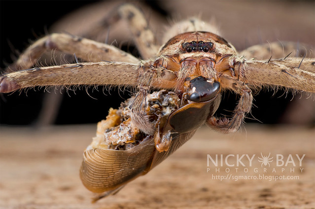 Huntsman Spider (Sparassidae) - DSC_1824