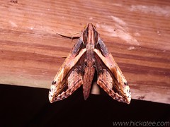 Sphinx moth - Xylophanes ceratomioides - Family Sphingidae 4