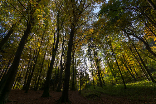 wood autumn österreich nikon herbst sigma wald 1020 sonnenstrahlen steiermark sunbeams uwa uww hsm d7100 lebringsanktmargarethen