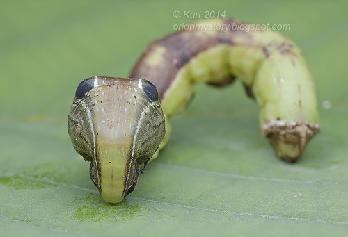 Snake-mimic caterpillar IMG_0618 stk copy