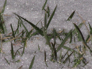 Grass in the Snow