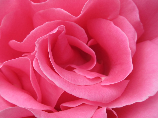 Pink Rose Detail