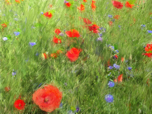 Wild poppies and cornflowers in the photo app Psykopaint