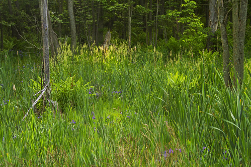 morning flowers iris wild usa ny canon dew swamp wildflowers wilderness blueiris blueflag 2016 purpleiris elbridge irisversicolor blueflags newyorkstatewildflowers