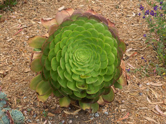 Saucer plant