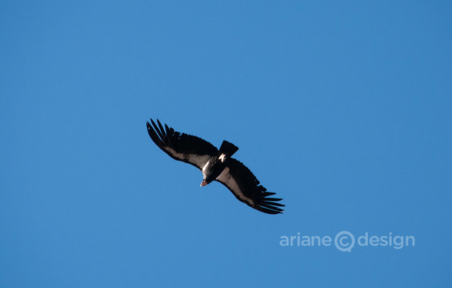 California Condor #87