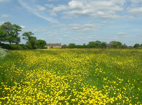 field walking ham muchelney buttercups