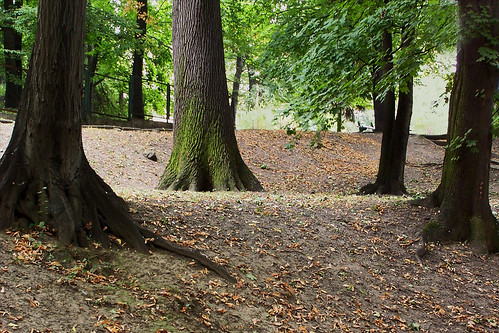 park trees green poland polska zielony drzewa cityofbrzeg miastobrzeg