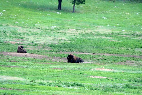 statepark grass animal southdakota mammal bison custer