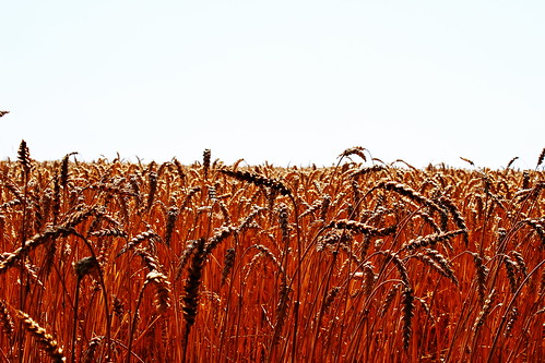 summer field canon eos golden crop cereals 100d