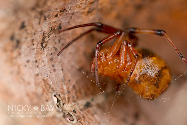 Comb-Footed Spider (Theridiidae) - DSC_2110