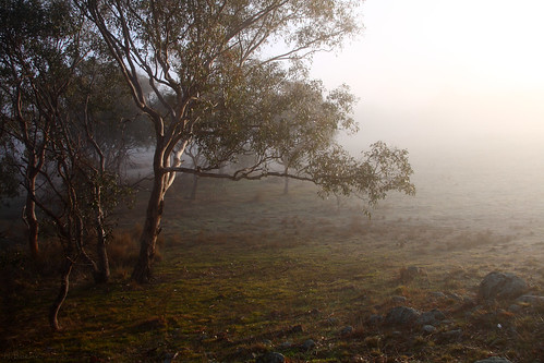 morning white mist grass fog sunrise woodland australia naturereserve canberra thepinnacle