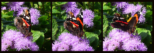 butterfly redadmiral vanessaatalanta ageratum