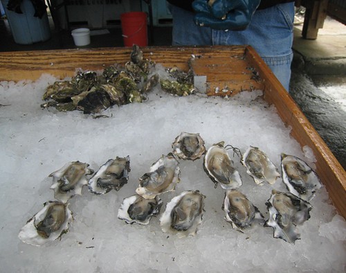 Shucked Oysters at Taylor Shellfish