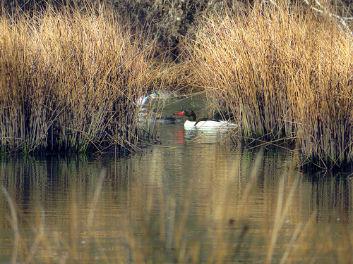 oregon scenery wetlands photoart commonmerganser