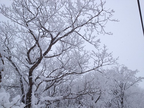 trees snow snowylandscape rimed