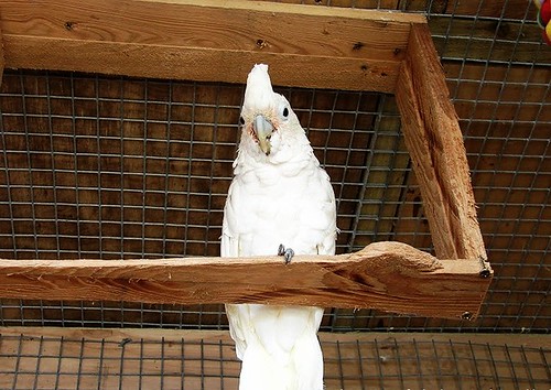 Esther at the Island Parrot Sanctuary