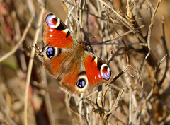 Peacock Butterfly (Inachis io) - Photo of Marchemaisons