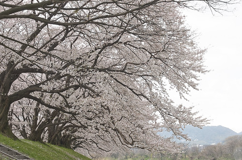 【写真】2014 桜 : 背割堤/2020-12-09/IMGP5782
