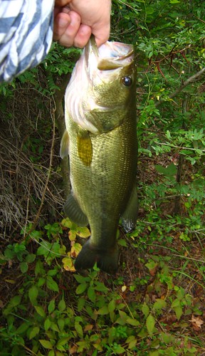 Twin Lakes State Park Bass