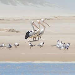 #pelican family! Love the way these 3 amigo's pose, I wonder what they are watching & talking about! #beachandforestecoadventure #pemberton #westernaustralia #beach