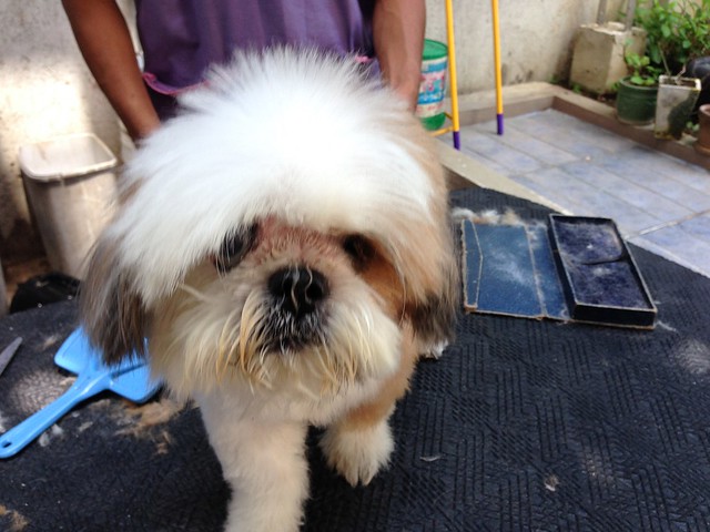 Stitch being groomed, May 16, 2014