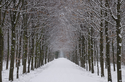 road wood trees winter white snow forest nikon diepenveen ruby10 ruby15 ruby20 rubyfrontpage