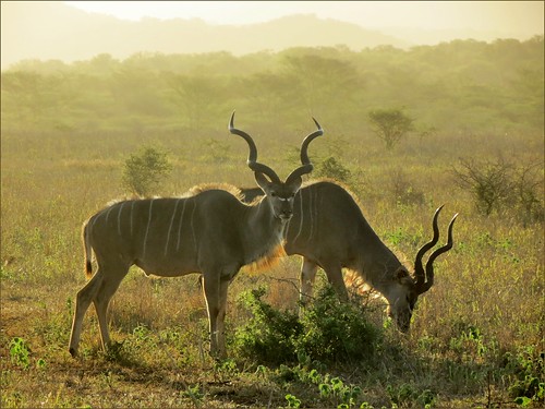 africa sunset animal animals southafrica bush wildlife antelope sa za kudu greaterkudu tragelaphusstrepsiceros