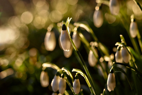 nottingham winter sunlight white black flower macro green closeup bokeh olympus snowdrops 60mm omd galanthus em5 klythawk