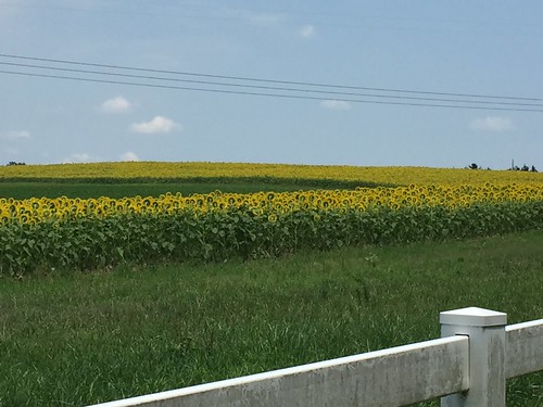 flowers yellow mobile nc bees northcarolina raleigh bee sunflowers sunflower greenway iphone neuseriver sunflowerfield