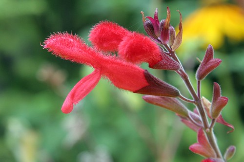 Salvia fulgens