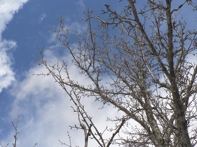 オオウラジロ（八幡名：やまなし）の木．冬芽がゴツゴツごつい．
