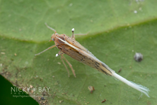 Planthopper (Fulgoromorpha) - DSC_3269