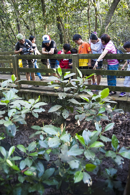 Visitors on a free guided tour of Pasir Ris mangroves by the Naked Hermit Crabs