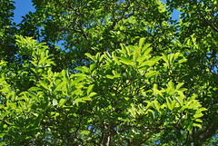 Leaves in Wahroonga