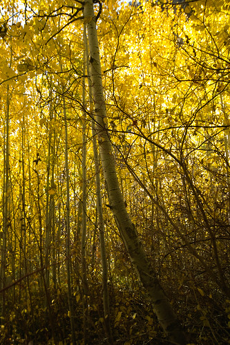 autumn fall yellow foliage trunks thicket quakingaspen populustremuloides