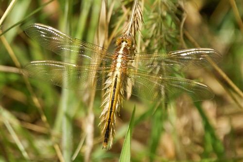 dragonflies insects delaware libellulaneedhami sigma170500mm needhamsskimmer portpenn