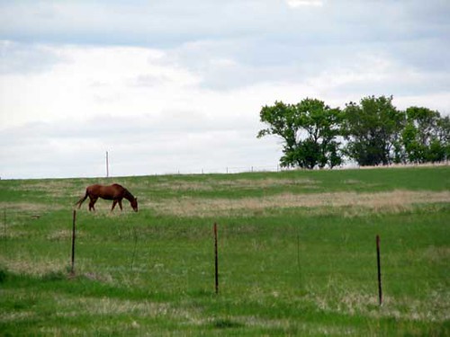 horses animals landscapes pastures