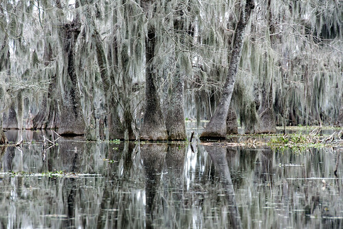 trees lake louisiana atchafalaya swamp spanishmoss cypress 2014 breauxbridge caiun