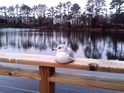 Shivering Seagull (Jan 28 2014)