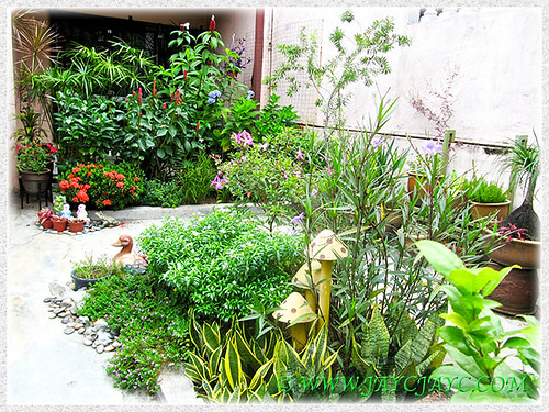 Our tropical garden with several kind of plants, colours and sizes - April 15 2014!