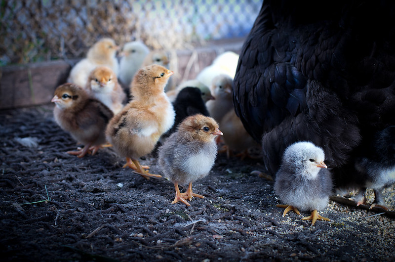 К чему снятся куры и цыплята. Молодняк птицы. Цыплята яично мясной породы. Цыплята 4 месяца. Как выглядит цыпленок.