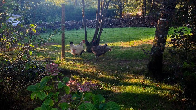 Morning Chickens