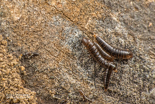 Darkling beetle larva (Tenebrionidae) - DSC_2915