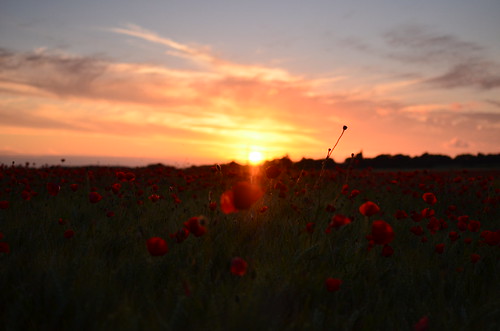 sunset red france field de rouge soleil spring nikon champs poppy printemps coquelicot couché vendée paysdelaloire d7000 saintdenislachevasse vieetboulogne