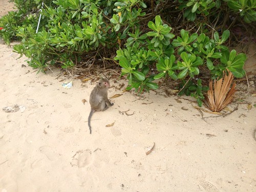 A monkey on Monkey Island waiting to rob a tourist